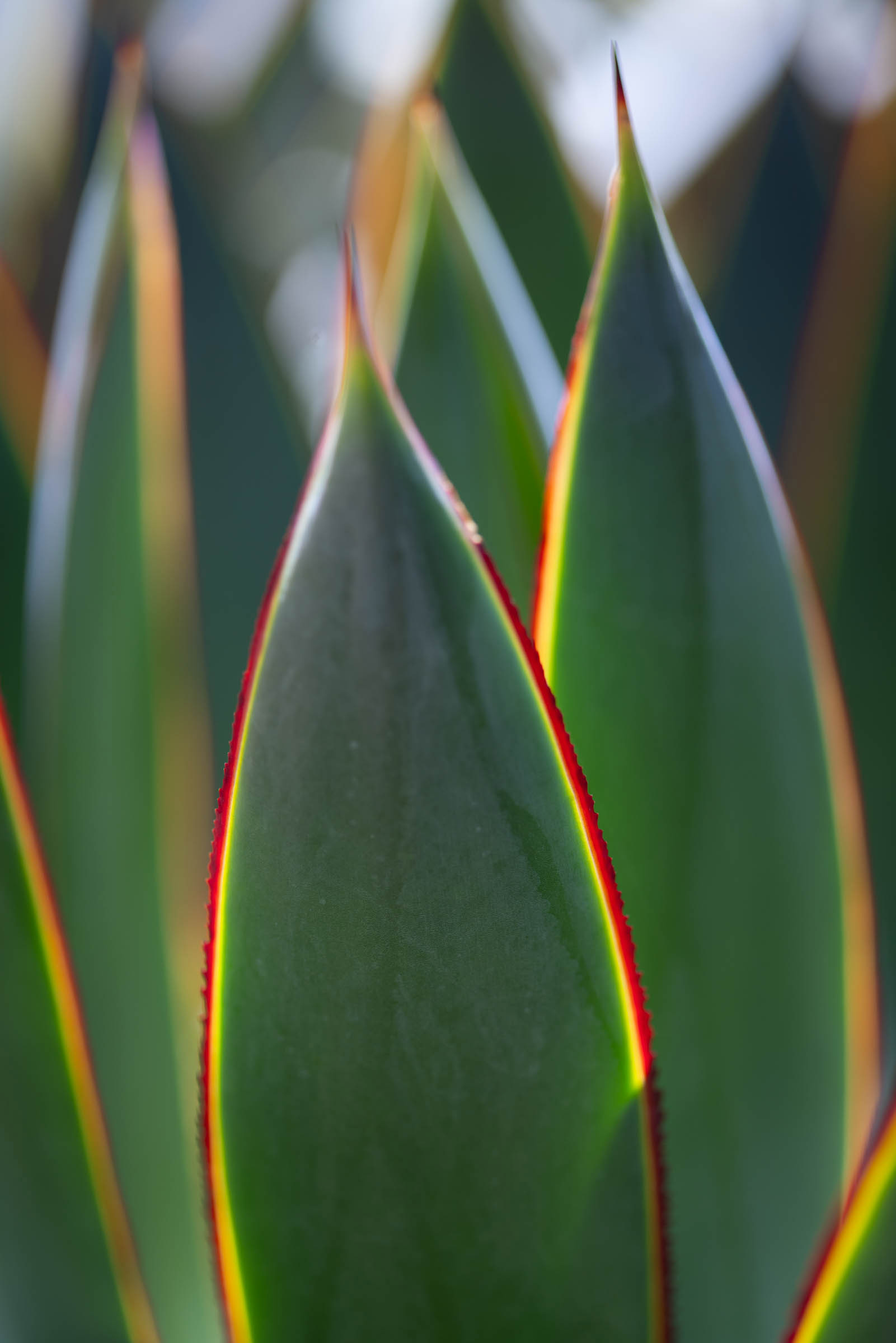 Succulent | Jack Haley Exterior | Eco-Luxury Landscape Architecture + Design