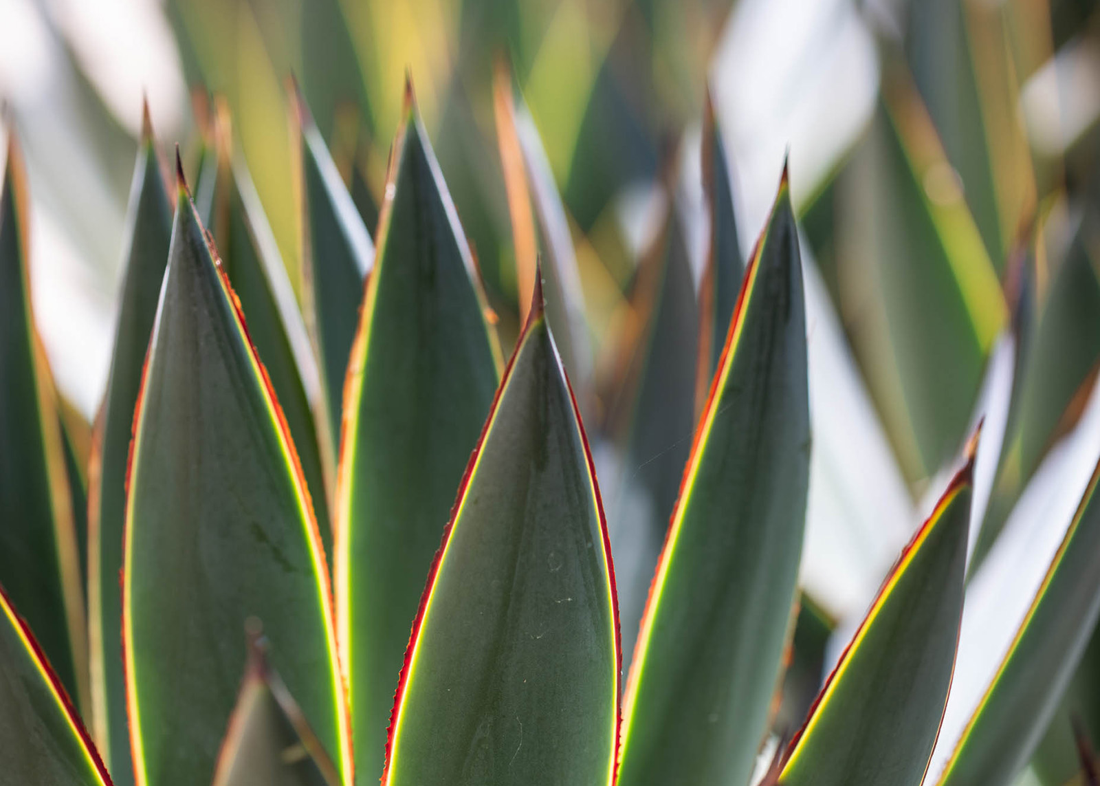 Succulent | Jack Haley Exterior | Eco-Luxury Landscape Architecture + Design