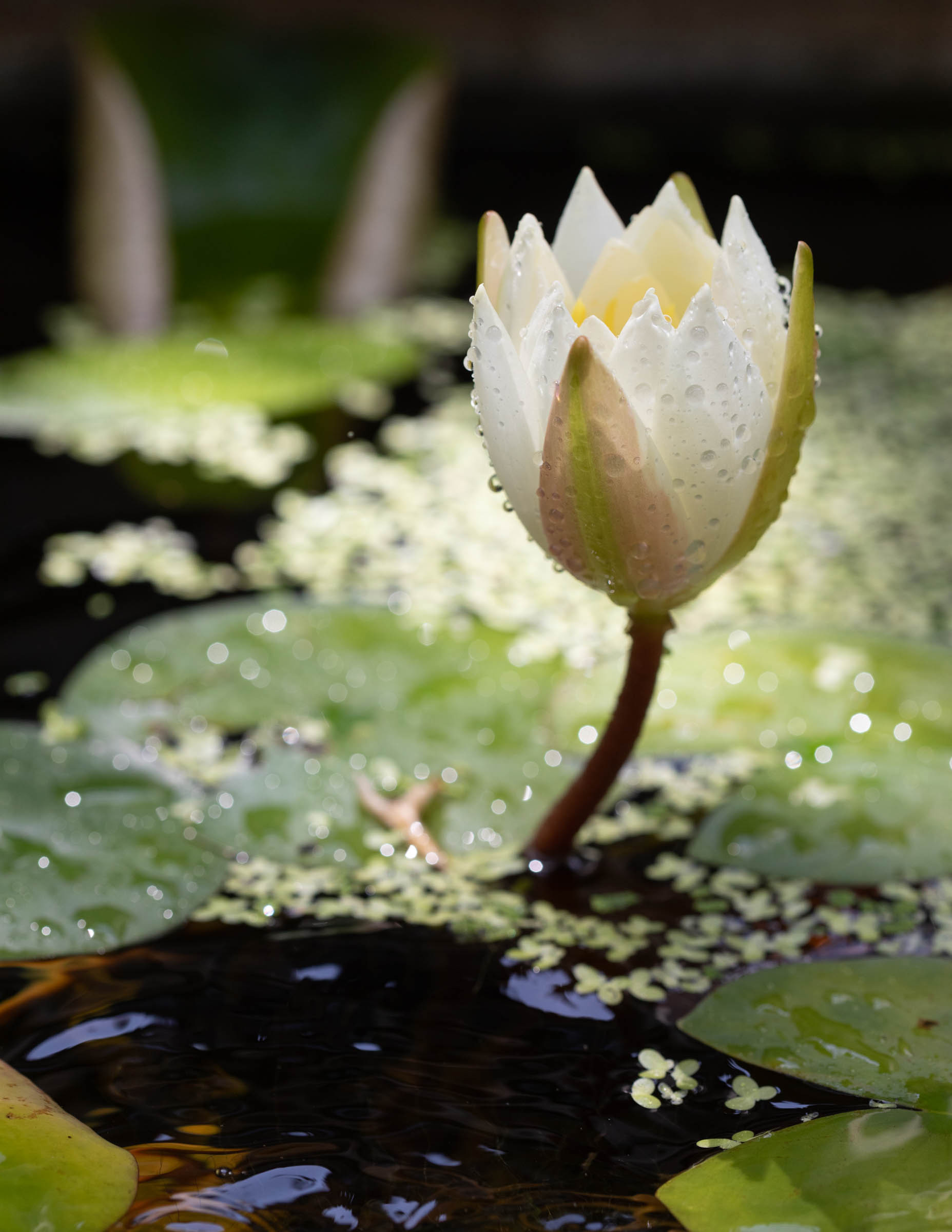 Flower and lily pad in pond | Jack Haley Exterior | Eco-Luxury Landscape Architecture + Design
