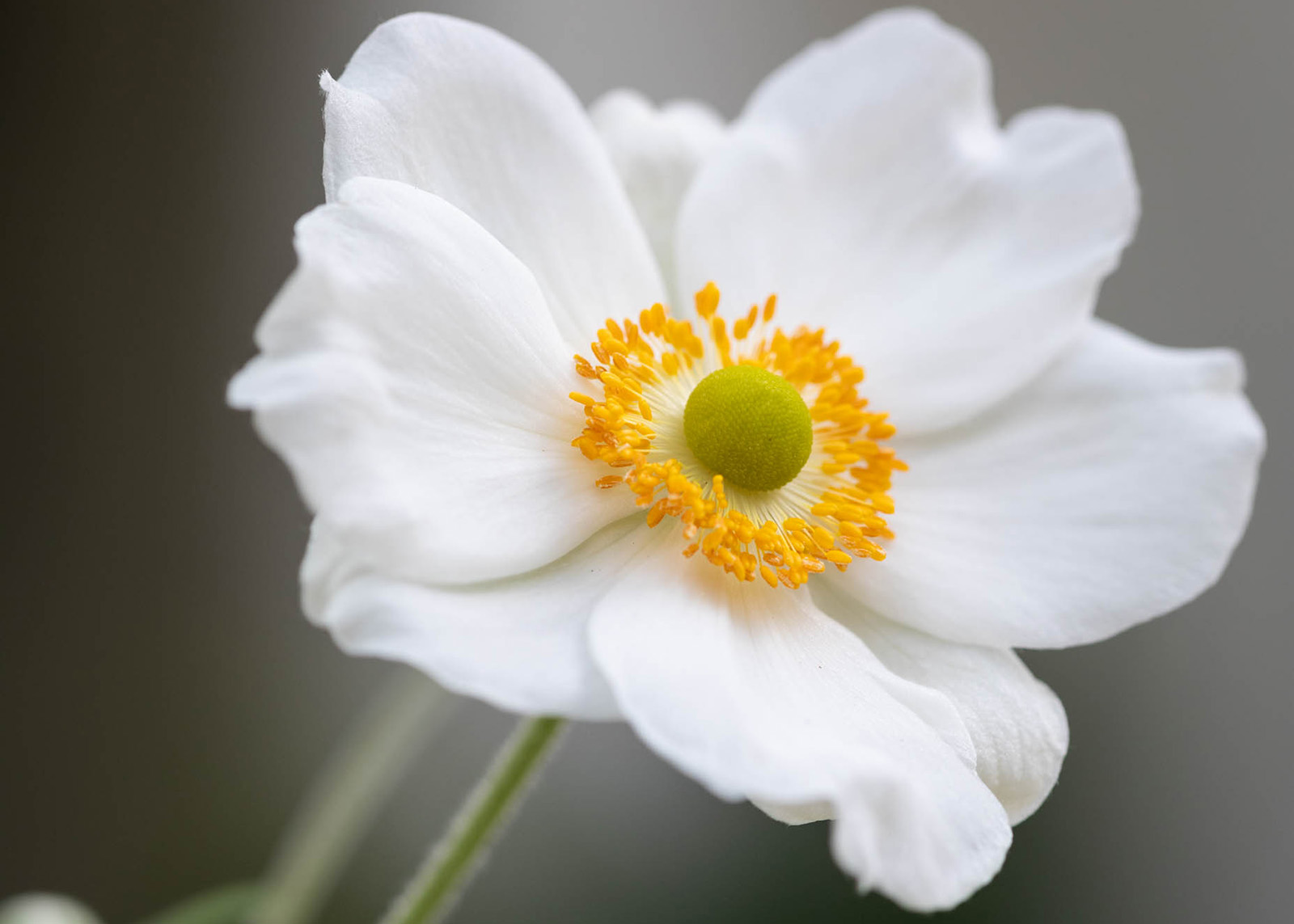 Flower | Jack Haley Exterior | Eco-Luxury Landscape Architecture + Design